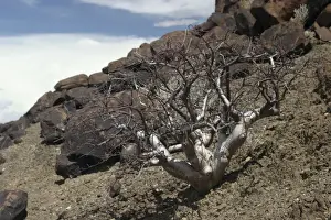 Namibian Flora And Fauna Stampe: Commiphora wildii Namibia
