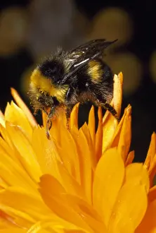 Bombus Terrestris Images Stampe: Common Bumblebee - UK