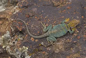 Desert Lizard Species Stampe: Common Collared Lizard - Colorado