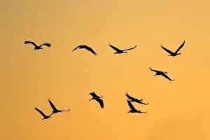 Grus Grus Images Stampe: Common Crane