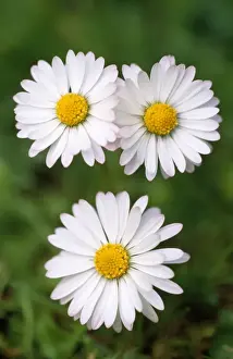 Common Daisy Images Stampe: Common Daisy