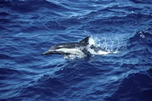 Marine Mammal Pictures Stampe: Common dolphin