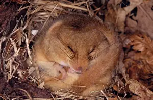 Stampe di Musardino comune di Watson, 1993 / Castagno WAT-6993 Dormice hibernanti Muscardinus avellanares M Gliridae Stampe: Topolino comune - Inverno di sosta