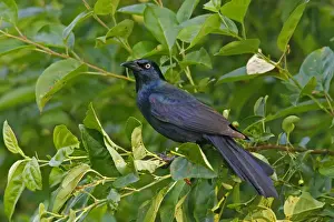 Wildlife Photography Prints Online Stampe: Common Grackle
