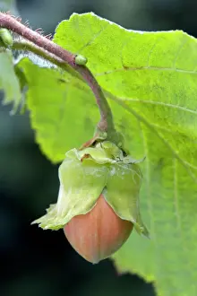 Common Hazel Stampe: Common Hazel - hazelnut