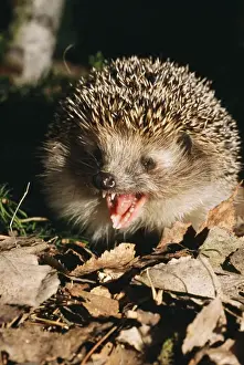 European Hedgehog Pictures Stampe: Common Hedgehog - calling