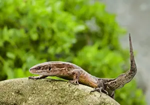 Lacerta Vivipara Species Stampe: Common Lizard – side view UK