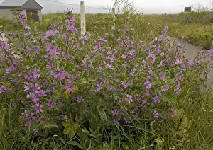 Purple Flowers UK Stampe: Common Mallow