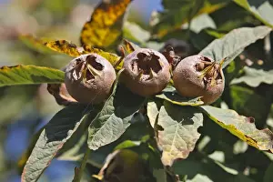 Mespilus Germanica Stampe: Common Medlar
