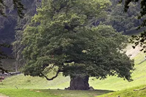 Single Oak Tree Image Stampe: Common Oak
