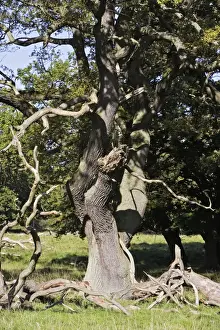 Oak Tree Stampe: Common Oak Tree