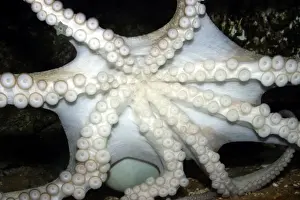 Octopus Underwater Stampe: Common Octopus - showing underside
