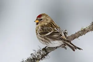 Personal Use Bird Prints Only Stampe: Common Redpoll