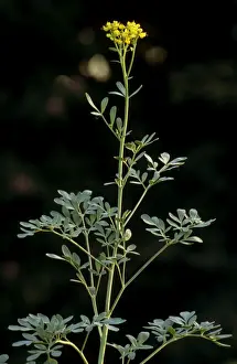 Herb Garden Plants Stampe: Common Rue