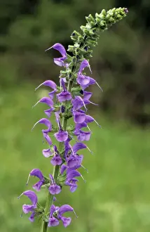 Herb Garden Photos Stampe: Common sage