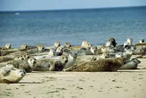Chris Knights Photography Stampe: Common Seal