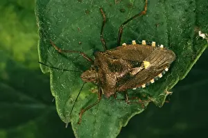 Coreus Marginatus Stampe: Common Sheild Bug In forest