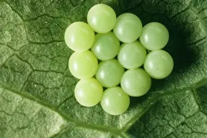Shield Bug Reproduction Stampe: Common Shield Bug Eggs