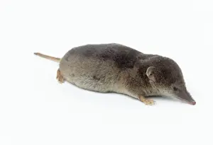 Small Mammal Photography Stampe: Common Shrew