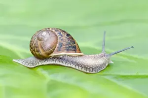 Nature Inspired Wall Art Stampe: Common Snail on leaf