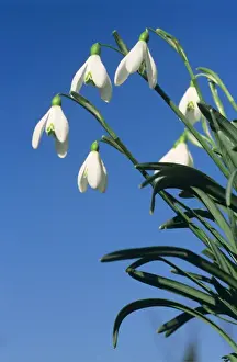 Johan De Meester Photography Stampe: Common Snowdrop