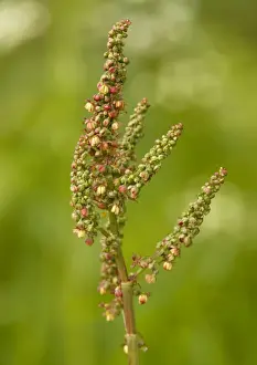 Common Sorrel Plant Stampe: Common sorrel