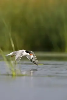 British Seabird Species Stampe: Common Tern