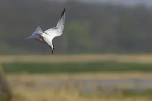 Coastal Bird Species UK Stampe: Common Tern - Diving for fish Minsmere, Suffolk, UK BI009841