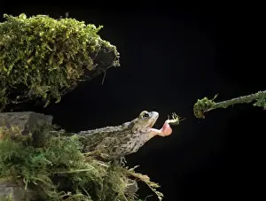 Bufo Bufo Species Stampe: Common Toad BB 601 Catching Shield Bug