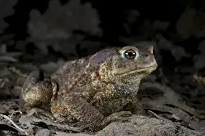 Toads In The Wild Stampe: Common Toad - at night