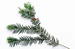 Taxus Baccata Stampe: Common Yew