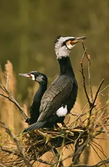 Duncan Usher Artwork Stampe: Comorant - nesting pair