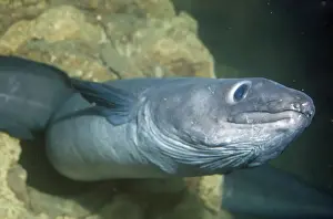 Conger Eel Stampe: Conger Eel