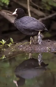 Black Coot Images Stampe: Coot With reflection in water