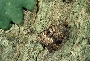 Nature Photography Artwork Stampe: Copper Underwing Moth