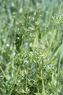 United Kingdom Wildflowers Stampe: Corn Cleavers