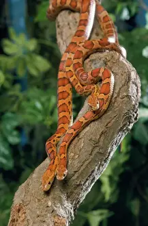 Stampe di Coralli di cornicella - Tre intrecciati attorno a un albero Elaphe guttata guttata Giorgio Daniel Prendete per favore nota che le stampe sono destinabili solo ad scopi personali e potrebbero non Immagini Correlate Stampe: Coltello di cobra - tre