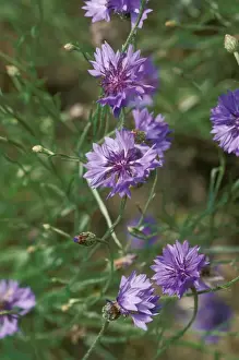 Centaurea Cyanus Images Stampe: Cornflowers