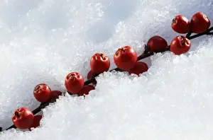 Johan De Meester Art Prints Stampe: Cotoneaster Berries In snow
