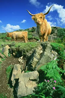 Mucca Delle Highlands Stampe: Vettura di bovini - Bovinelli del Highlands