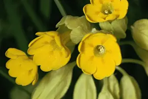 Cowslip Flowers Stampe: Cowslip