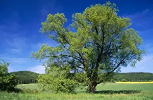 Meadow Landscape Stampe: Crack Willow Tree