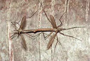 Wildlife Insects Stampe: Cranefly - pair mating