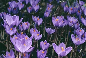 Crocus Flowers Stampe: Crocus