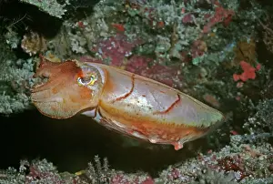 Australasian Wildlife Photos Stampe: Cuttlefish - This cuttlefish changes colour constantly