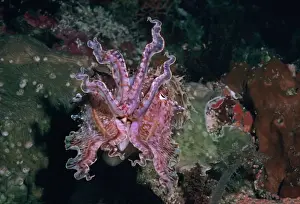 Seppia Stampe: Cefalo di seppia - Questo cefalo di seppia cambia colore e forma costantemente