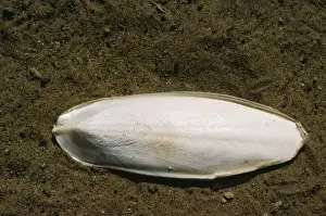 Stampe di SGS-2679 SQUID/CONIGLIO DI SEASPO ARDEA LONDON Si prega di notare che le stampature sono destinata solo a scopi di esibizione personale e non possono essere riprodotte in alcun modo Immagini datate 2006 maggio: Osso della cuttentacolo