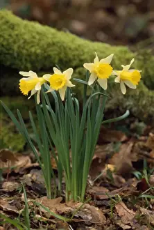 Spring Plant Life Stampe: Daffodils