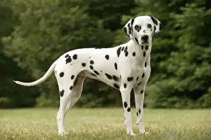 Limited Edition Pet Art Stampe: Dalmatian - standing