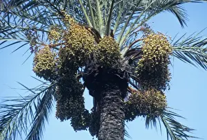 Palm Tree Images Stampe: Date Palm